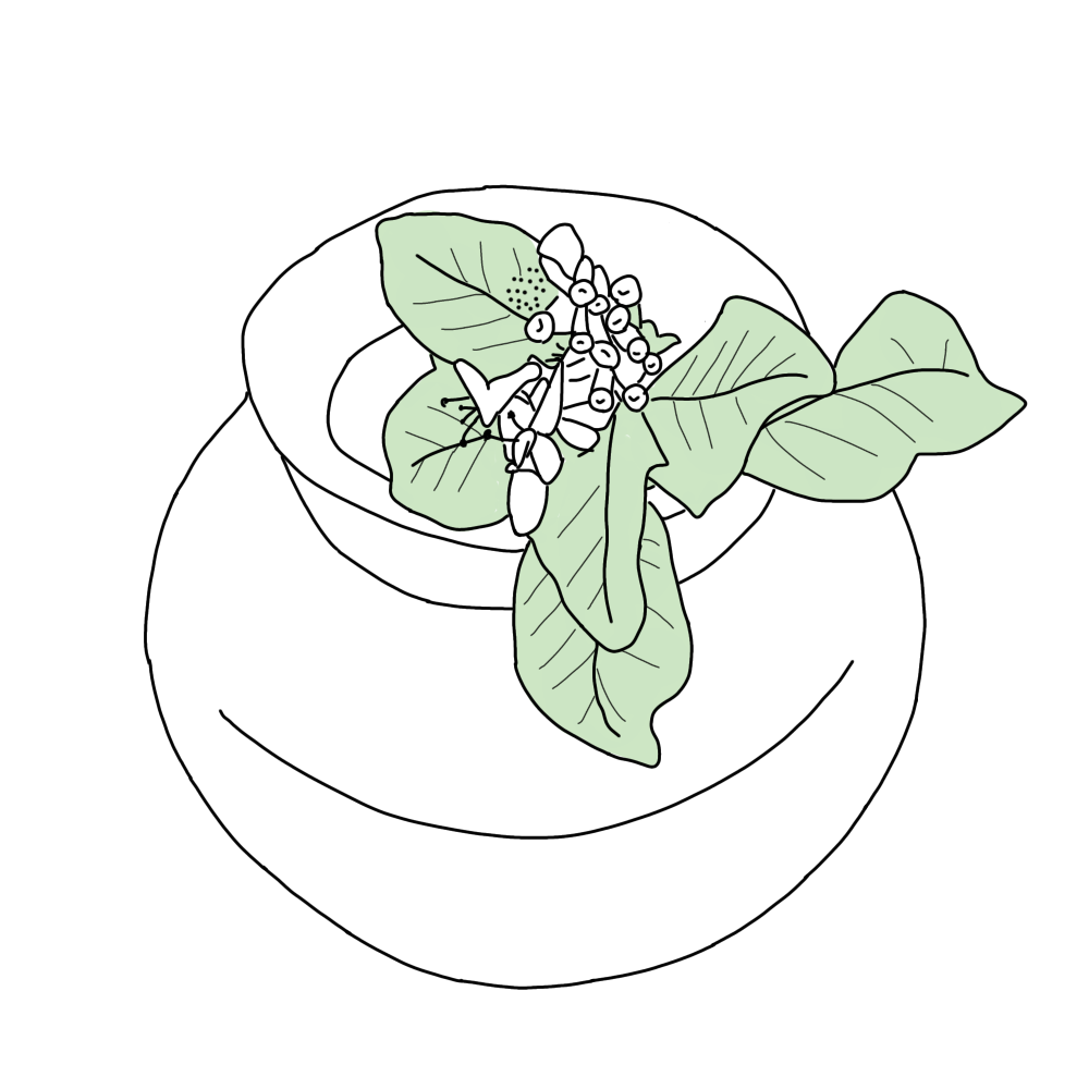 みつばはまごう